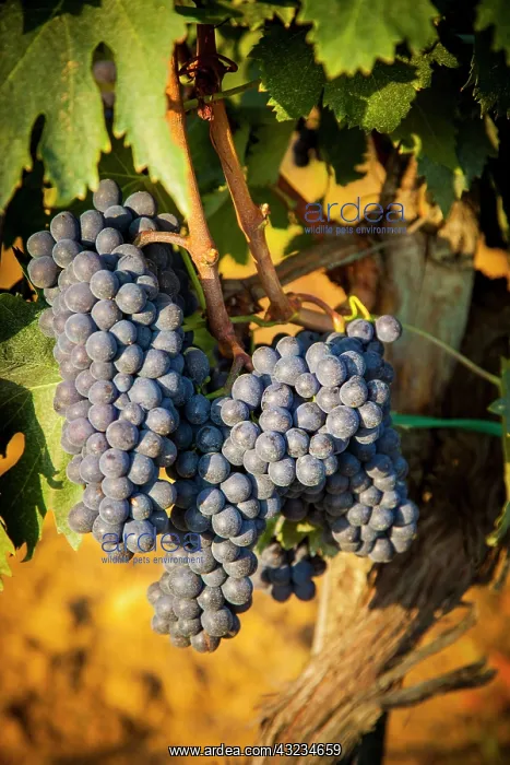 : Sangiovese grapes ripen in a vineyard near : Sangiovese grapes ripen in a vineyard near