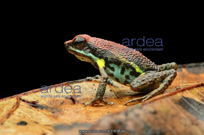 : Sanguine poison frog or Zaparo's poison frog (Allobates : Sanguine poison frog or Zaparo's poison frog (Allobates