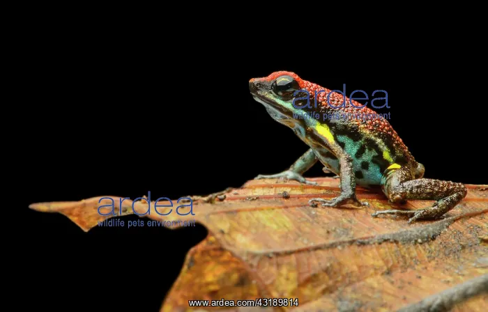 : Sanguine poison frog or Zaparo's poison frog (Allobates : Sanguine poison frog or Zaparo's poison frog (Allobates