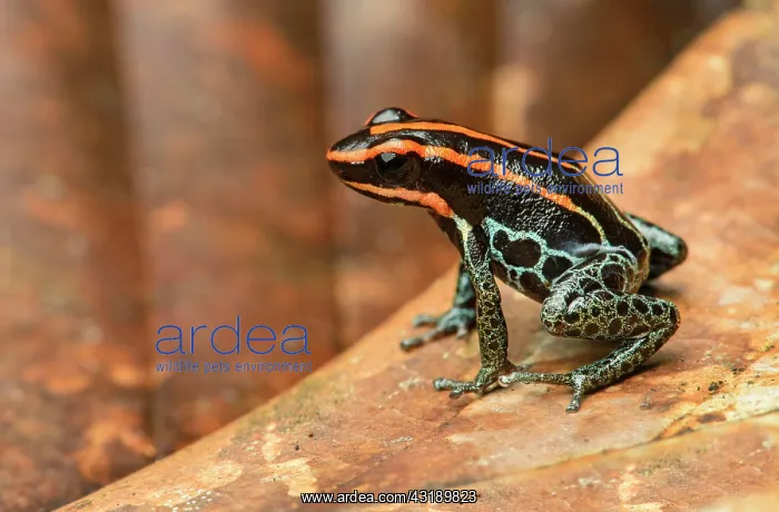 : Sanguine poison frog or Zaparo's poison frog (Allobates : Sanguine poison frog or Zaparo's poison frog (Allobates