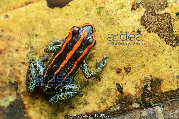 : Sanguine poison frog or Zaparo's poison frog (Allobates : Sanguine poison frog or Zaparo's poison frog (Allobates