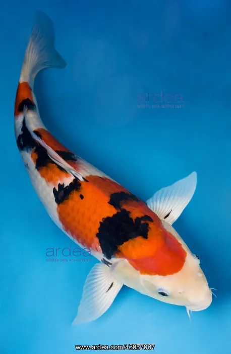 : Sanke koi carp in an turquoise water : Sanke koi carp in an turquoise water