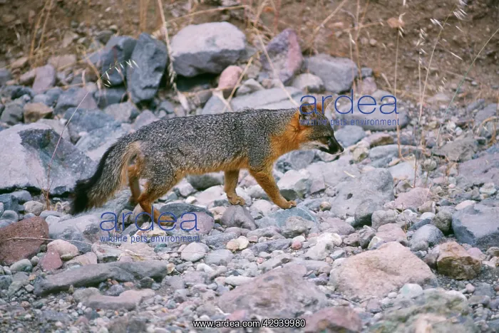 : Santa Catalina Island FOX / Grey Fox : Santa Catalina Island FOX / Grey Fox