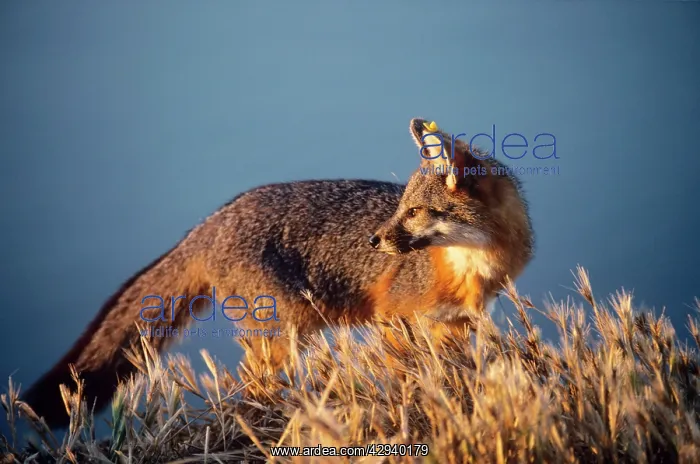 : Santa Catalina Island FOX / Grey Fox : Santa Catalina Island FOX / Grey Fox