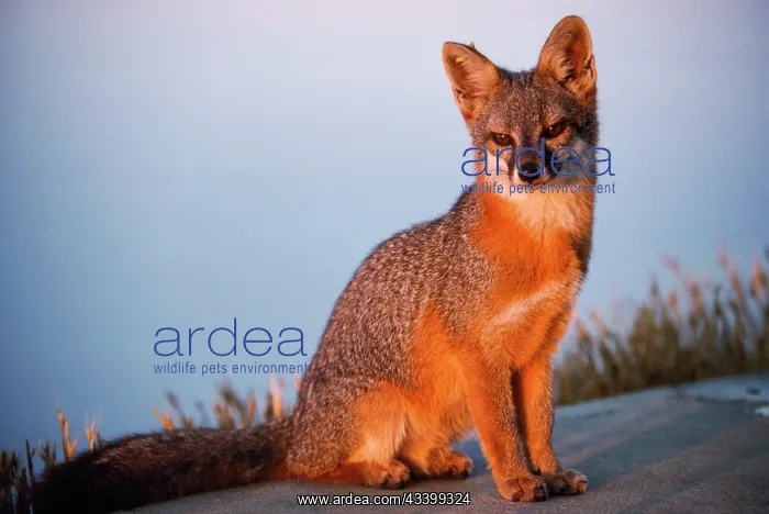 : Santa Catalina Island FOX / Grey Fox : Santa Catalina Island FOX / Grey Fox