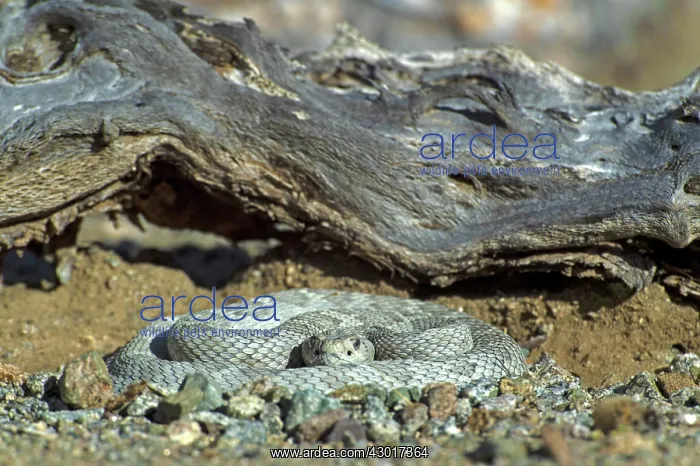 : Santa Catalina Rattlesnake : Santa Catalina Rattlesnake