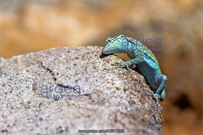 : Santa Catalina Side-blotched Lizard on rock : Santa Catalina Side-blotched Lizard on rock
