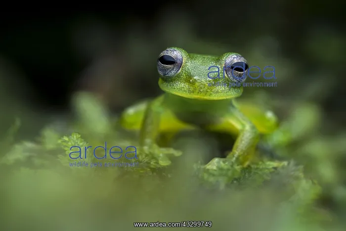 : Santa Cecilia Cochran Frog (Teratohyla midas) glassfrog : Santa Cecilia Cochran Frog (Teratohyla midas) glassfrog