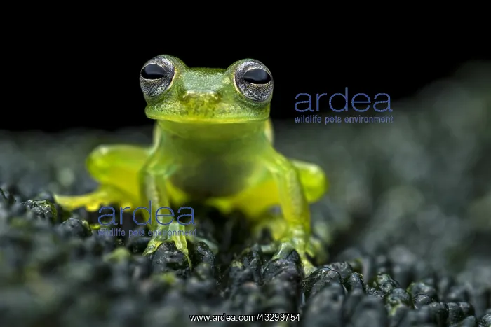 : Santa Cecilia Cochran Frog (Teratohyla midas) glassfrog : Santa Cecilia Cochran Frog (Teratohyla midas) glassfrog