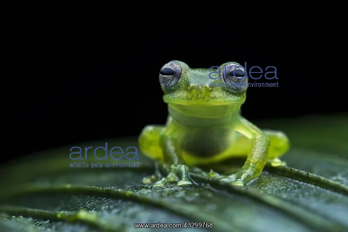 : Santa Cecilia Cochran Frog (Teratohyla midas) glassfrog : Santa Cecilia Cochran Frog (Teratohyla midas) glassfrog
