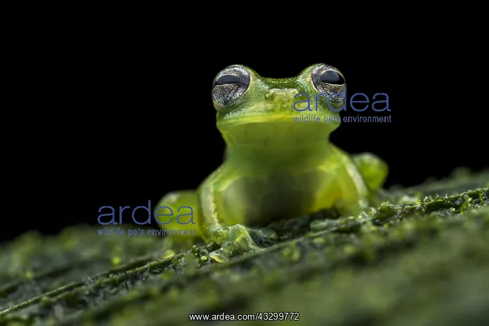 : Santa Cecilia Cochran Frog (Teratohyla midas) glassfrog : Santa Cecilia Cochran Frog (Teratohyla midas) glassfrog