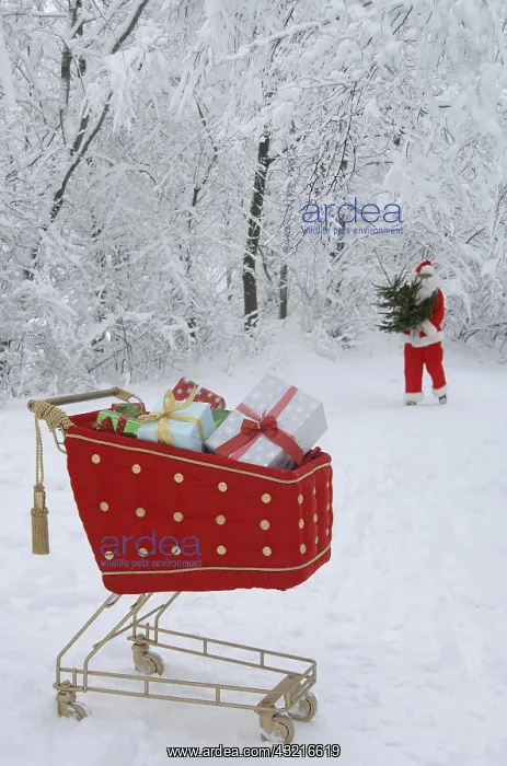 : Santa Claus with a Christmas tree in a snowy forest : Santa Claus with a Christmas tree in a snowy forest