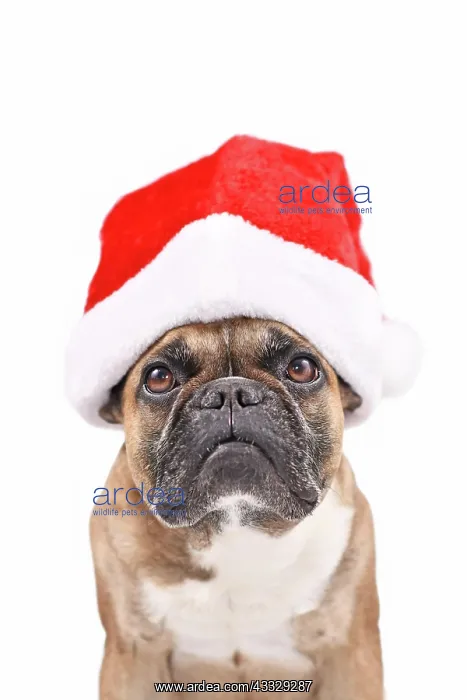 : Santa Claus dog. French Bulldog wearing a red Ch : Santa Claus dog. French Bulldog wearing a red Ch