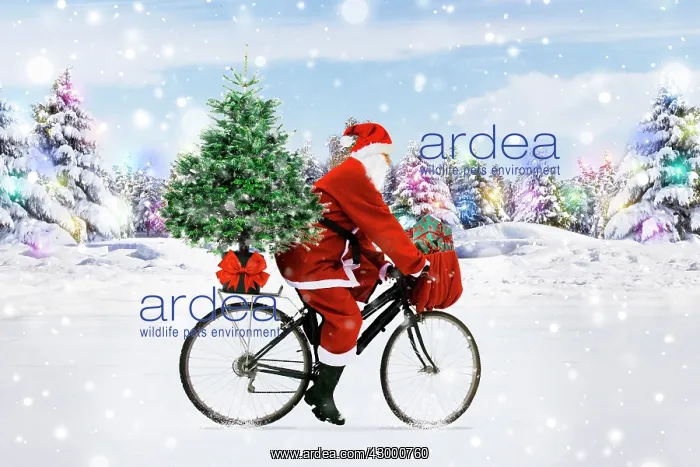 : Santa Claus riding a bicycle through the snow with : Santa Claus riding a bicycle through the snow with