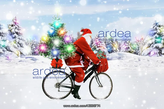 : Santa Claus riding a bicycle through the snow with : Santa Claus riding a bicycle through the snow with