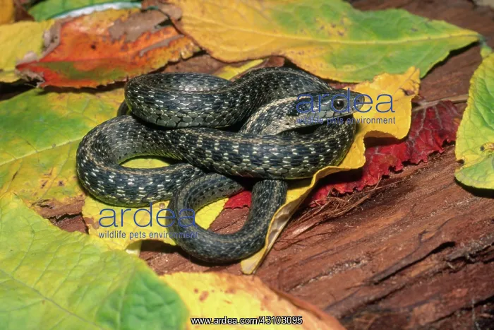 : Santa Cruz Garter Snake : Santa Cruz Garter Snake