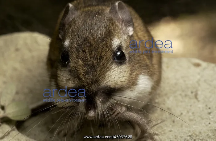 : Santa Cruz Kangaroo Rat close up - Close up on face : Santa Cruz Kangaroo Rat close up - Close up on face