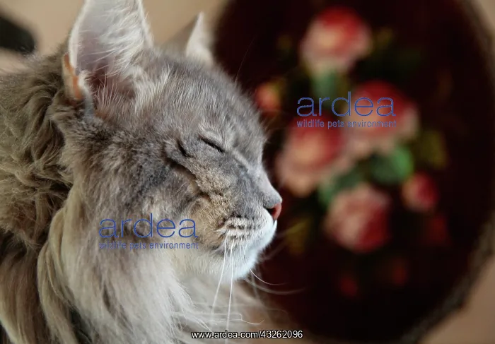 : Santa Fe, New Mexico, USA. Grey tabby resting : Santa Fe, New Mexico, USA. Grey tabby resting