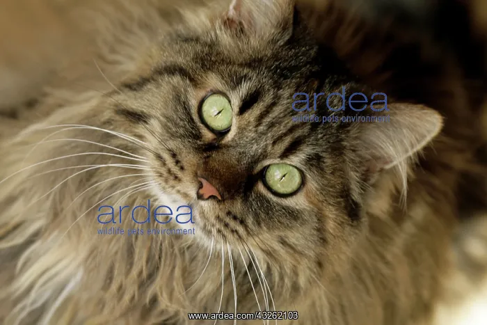 : Santa Fe, New Mexico, USA. Maine coon cat : Santa Fe, New Mexico, USA. Maine coon cat