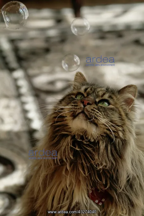: Santa Fe, New Mexico, USA. Maine coon cat : Santa Fe, New Mexico, USA. Maine coon cat