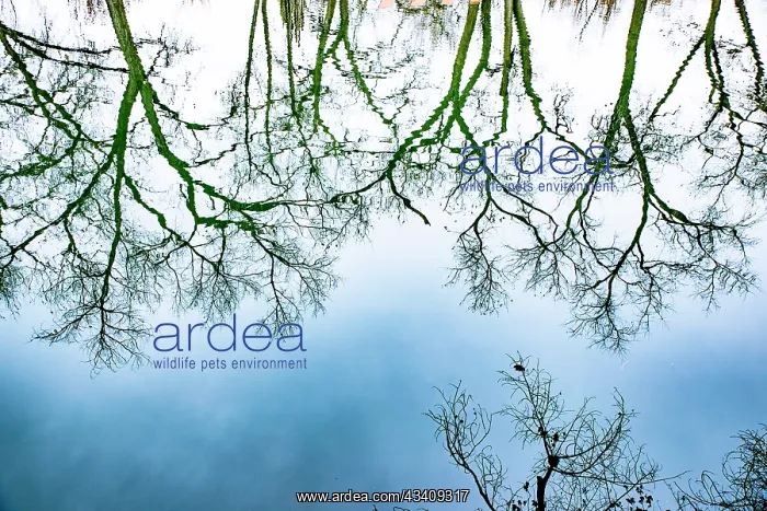: Santa Fe, New Mexico, USA. Old oak tree branches in water : Santa Fe, New Mexico, USA. Old oak tree branches in water