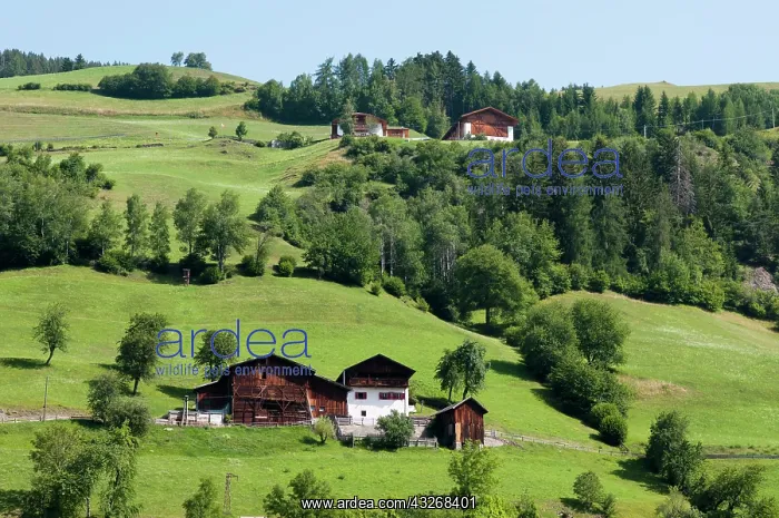 : Santa Maddalena, Funes Valley (Villnoss) : Santa Maddalena, Funes Valley (Villnoss)