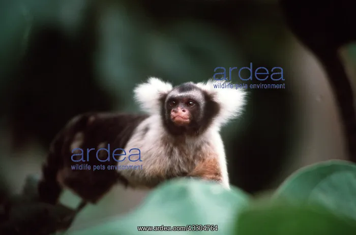 : Santarem / Black & White Tassel-eared Marmoset : Santarem / Black & White Tassel-eared Marmoset