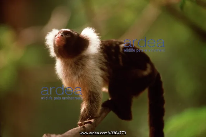 : Santarem / Black & White Tassel-eared Marmoset : Santarem / Black & White Tassel-eared Marmoset