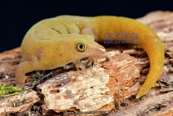 : Santiago dwarf day gecko (Sphaerodactylus dimorphicus : Santiago dwarf day gecko (Sphaerodactylus dimorphicus