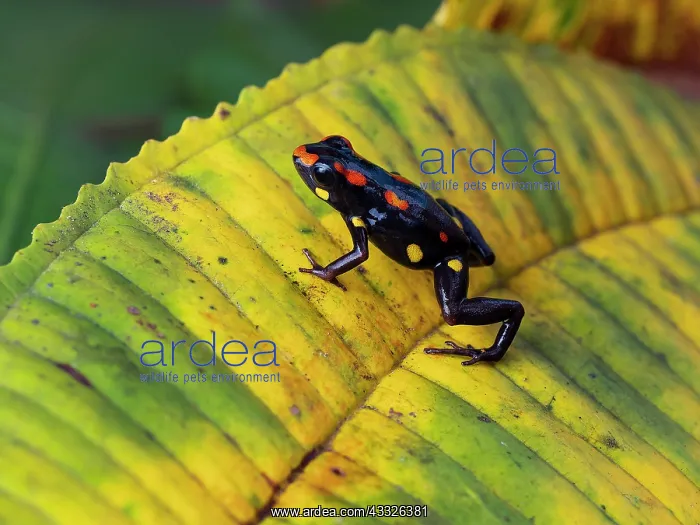 : Santiago poison-frog (Excidobates captivus), Peru : Santiago poison-frog (Excidobates captivus), Peru
