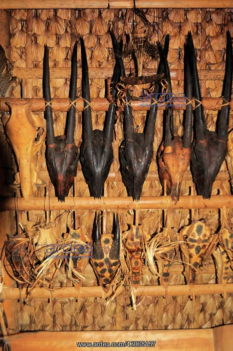  : Saola and Serow skulls