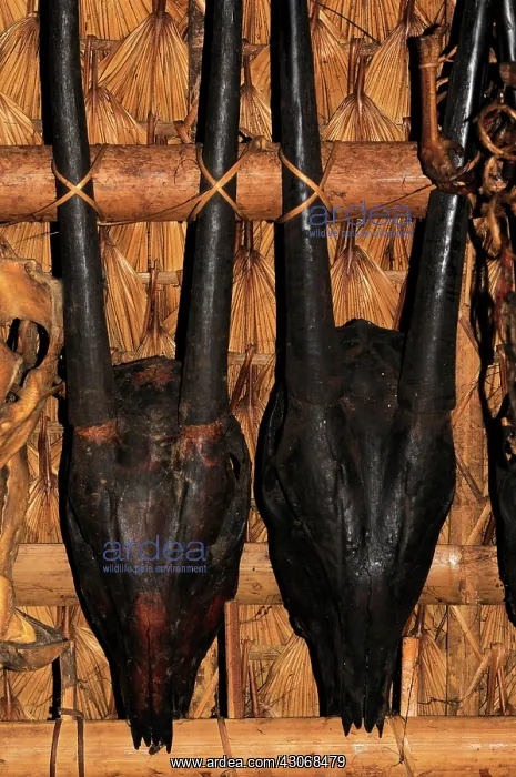 : Saola skulls : Saola skulls