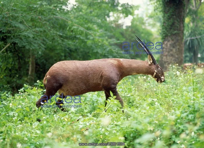 : Saola / Vu Quang Ox - stuffed : Saola / Vu Quang Ox - stuffed