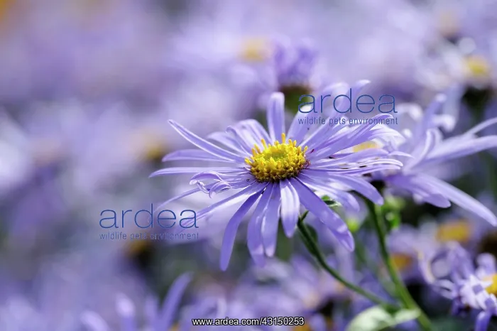 : Saphire flower, Browallia, Browallia speciosa Jingle : Saphire flower, Browallia, Browallia speciosa Jingle