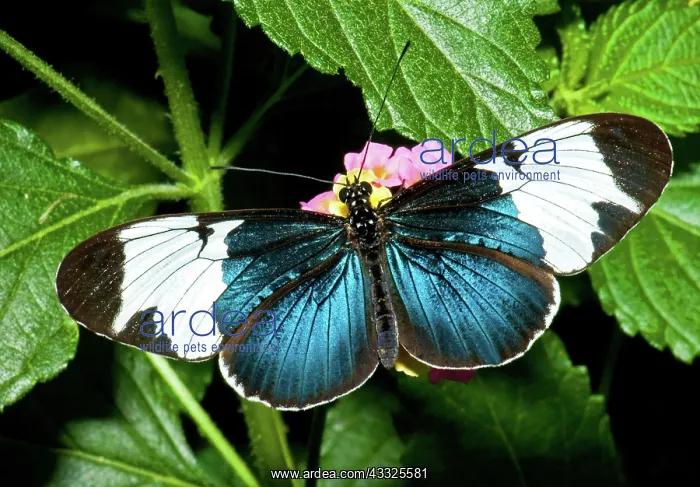 : Sapho Butterfly : Sapho Butterfly
