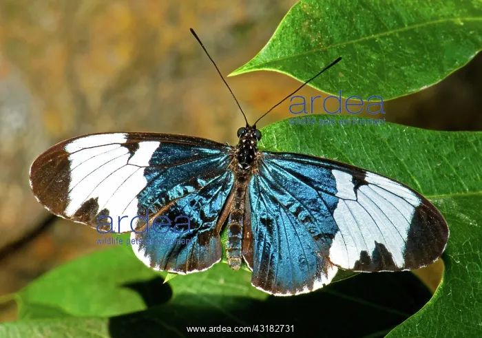 : Sapho Longwing Butterfly : Sapho Longwing Butterfly