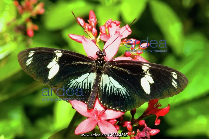 : Sapho Longwing Butterfly : Sapho Longwing Butterfly