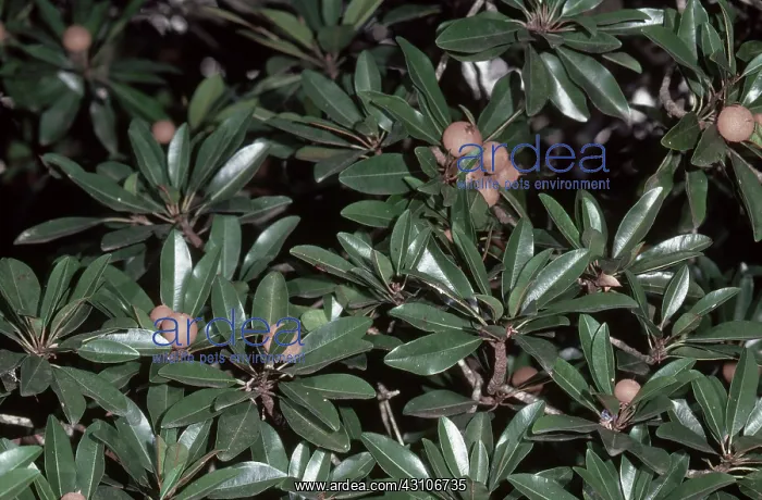 : Sapodilla with Fruit : Sapodilla with Fruit