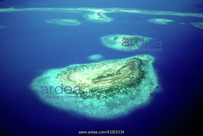: Sapodilla Islands, Southern Belize, Central : Sapodilla Islands, Southern Belize, Central