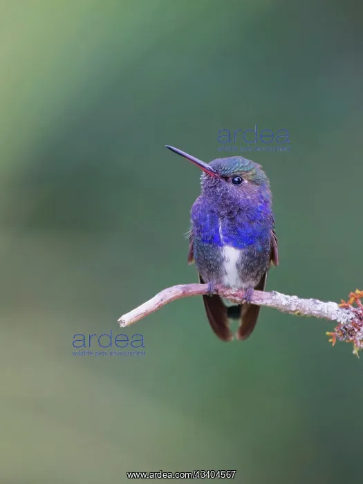  : Sapphire Spangled Emerald Chionomesa lacteal Atlantic