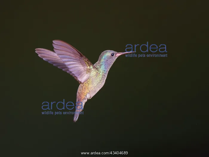 : Sapphire Spangled Emerald in flight Chionomesa lacteal : Sapphire Spangled Emerald in flight Chionomesa lacteal