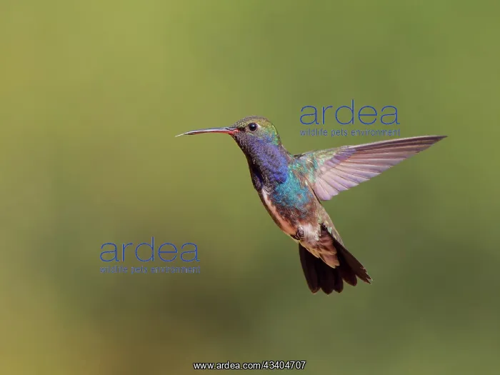 : Sapphire Spangled Emerald in flight Chionomesa lacteal : Sapphire Spangled Emerald in flight Chionomesa lacteal