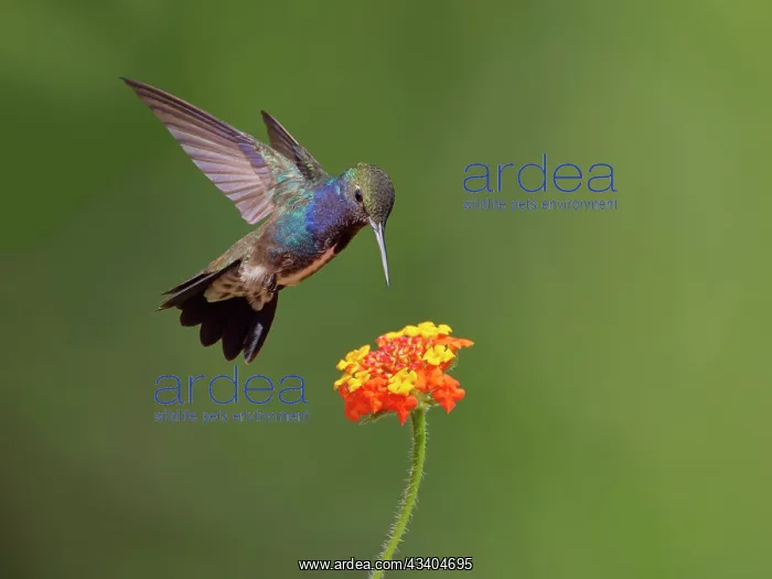 : Sapphire Spangled Emerald at flower Chionomesa lacteal : Sapphire Spangled Emerald at flower Chionomesa lacteal
