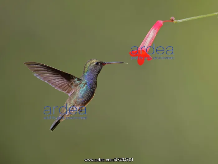  : Sapphire Spangled Emerald at flower Chionomesa lacteal