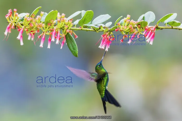  : Sapphire-vented puffleg foraging on the wing in