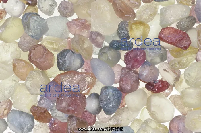 : Sapphires. Unheated rough sapphires from Dry Cottonwood Creek, Montana : Sapphires. Unheated rough sapphires from Dry Cottonwood Creek, Montana