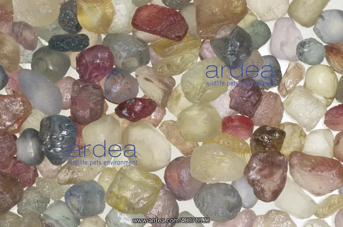 : Sapphires. Heated rough sapphires from Dry Cottonwood Creek, Montana : Sapphires. Heated rough sapphires from Dry Cottonwood Creek, Montana