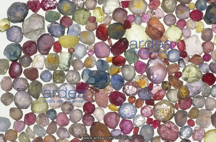 : Sapphires. Heated rough sapphires from Dry Cottonwood Creek, Montana : Sapphires. Heated rough sapphires from Dry Cottonwood Creek, Montana