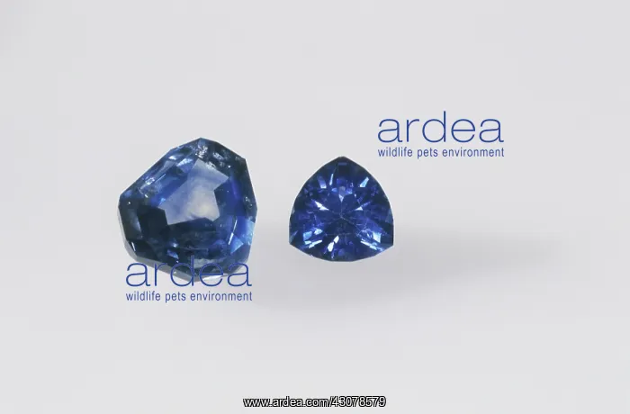 : Sapphires. Cut sapphires, Free Form (11.19 cts.) and Blue Trillion (3.24 cts.) : Sapphires. Cut sapphires, Free Form (11.19 cts.) and Blue Trillion (3.24 cts.)