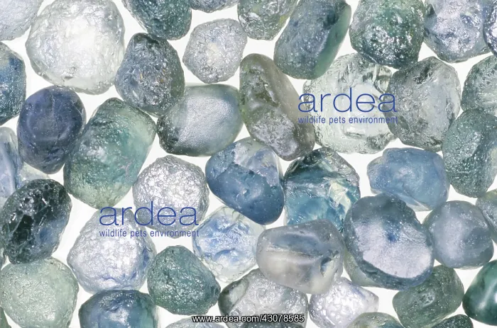 : Sapphires. Heated rough sapphires from Dry Cottonwood Creek, Montana : Sapphires. Heated rough sapphires from Dry Cottonwood Creek, Montana